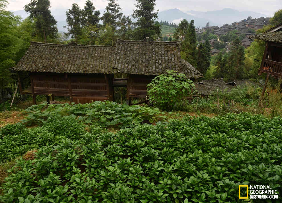 来到贵州的丹寨我才顿悟,这“东方第一染”简直就是画在布上的史诗啊!